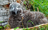 This laysan albatross chick was nearly the size of a loaf of bread. As an adult, the birds fly on nearly seven-foot wingspans.