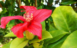 The McBryde Garden is home to the largest collection of native Hawaiian flora in the state, including endangered Kauai flowers like this native red hibiscus known as the Kokio.