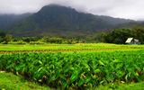 Hawaiian's have been cultivating taro in the Hanalei Valley on Kauai's North Shore for centuries. The staple crop is a rich component of Hawaiian ancestry stories and used to make poi.