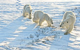 A female polar bear and her cubs in Churchill.
