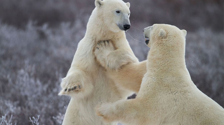 Canada enjoys the lion's share of polar bear tourism, namely in the small outpost of Churchill, Manitoba, on the west shore of Hudson Bay. The creatures, historically seen as a nuisance, are today recognized by Churchill as a livelihood, and residents have come to assume stewardship over the polar bear population with an emphasis on conservation and habitat protection.