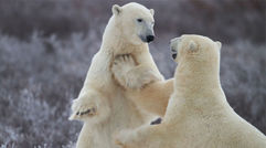 Canada enjoys the lion's share of polar bear tourism, namely in the small outpost of Churchill, Manitoba, on the west shore of Hudson Bay. The creatures, historically seen as a nuisance, are today recognized by Churchill as a livelihood, and residents have come to assume stewardship over the polar bear population with an emphasis on conservation and habitat protection.