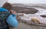 An early-season sighting in Churchill.