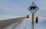 A polar bear crossing in Churchill.