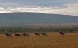 Much of Kenya's tourism centers on its national parks and game reserves. While on safari, visitors are sure to spot at least one of the "Big Five" game species: lion, elephant, buffalo, rhinoceros and leopard. The Kenya Wildlife Service is charged with the conservation and protection of native flora and fauna. Pictured here, a herd of wildebeest in the Ol Kinyei Conservancy in the Maasai Mara. Photos by Kenneth Kiesnoski; posted May 8, 2012.