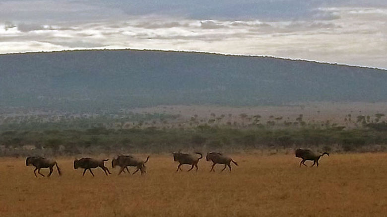 Much of Kenya's tourism centers on its national parks and game reserves. While on safari, visitors are sure to spot at least one of the "Big Five" game species: lion, elephant, buffalo, rhinoceros and leopard. The Kenya Wildlife Service is charged with the conservation and protection of native flora and fauna. Pictured here, a herd of wildebeest in the Ol Kinyei Conservancy in the Maasai Mara. Photos by Kenneth Kiesnoski; posted May 8, 2012.