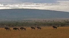 Much of Kenya's tourism centers on its national parks and game reserves. While on safari, visitors are sure to spot at least one of the "Big Five" game species: lion, elephant, buffalo, rhinoceros and leopard. The Kenya Wildlife Service is charged with the conservation and protection of native flora and fauna. Pictured here, a herd of wildebeest in the Ol Kinyei Conservancy in the Maasai Mara. Photos by Kenneth Kiesnoski; posted May 8, 2012.