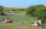 Three lionesses bask in the late-morning sunshine in the Maasai Mara National Reserve.
