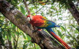 A Macaw, the first sight at the Juma Amazon Lodge.