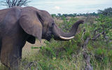 An elephant forages in the Ol Kinyei Conservancy.