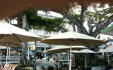 The Beach Bar at the Moana Surfrider resort in Waikiki is dominated by a huge banyan tree, and offers food, cocktails and, in the evenings, live Hawaiian music.