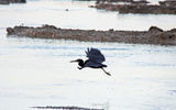 Pacific reef heron part 1: Take off...