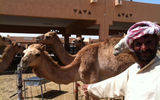 A camel trader shows off his living wares in Al Ain's new camel souk.