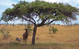 A topi, a species of antelope, takes cover from the sun under a tree in the Maasai Mara.