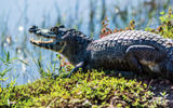 The first big caiman had us grabbing our cameras -- 20 later and we were looking for anaconda.