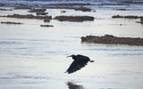 Pacific reef heron part 2: ...in flight...