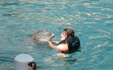 The dolphin encounter in Bermuda’s Dockyard port.