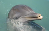 A dolphin at the new Dolphin Cove, Negril, Jamaica