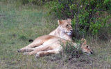 Two lionesses at rest in the Maasai Mara National Reserve.