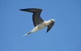 Colonies of blue-footed boobies are found on Tetiaroa. TW photo by Arnie Weissmann