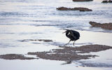 Pacific reef heron part 3: ...and touching down.