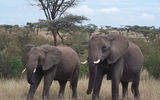 Two elephants roam the Ol Kinyei Conservancy.