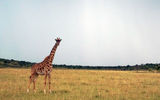 A giraffe pauses to scope out an approaching safari vehicle as a storm looms on the horizon, on the Olare Orok Conservancy in southwest Kenya.