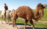 On Mir Corp.'s 21-day tour Journey Through Central Asia: The Five 'Stans, there were impromptu stops to talk with young shepherds and plenty of photo ops of grazing camels. Photo by Michel Behar