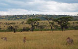 Three related male cheetahs prowl grasslands in the Olare Orok Conservancy.