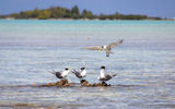 Three great-crested terns watch the arrival of a fourth on a reef in the shallow water between the picnic island and what is locally called "bird island."