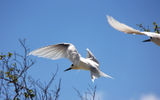 White terns on Bird Island.