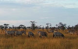 A herd of zebra graze in early-morning sunshine at the Olare Orok Conservancy.