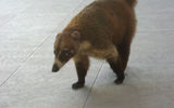 This coati at the Iberostar Grand Paraiso loves hamburgers. TW photo by Gay Nagle Myers