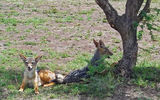 Two jackals take a break from scavenging in the Olare Orok Conservancy.