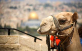 A camel near the Temple Mount in Jerusalem's Old City.