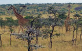Two giraffes, usually solitary feeders, forage together in the Olare Orok Conservancy.