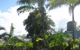 The pool area on the grounds of Good Hope Estate in Trelawny, Jamaica