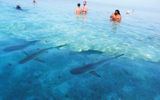 Much larger black tip reef sharks showed up when the boat stopped for snorkeling at an area known to be frequented by many sharks. (TW photo by Isaac Weissmann)