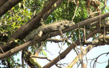 Yet another name for Seminary Park is Iguanas Park, after its many reptilian residents.
