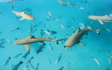 Several more black tip reef sharks showed up after guests left the waters and guides began feeding them.