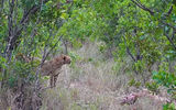 A lucky cheetah approaches its fresh kill, an impala, for a second round of feeding in the Ol Pejeta Conservancy. Skittish and relatively weak, cheetahs often abandon their kill when confronted by lions and hyenas.