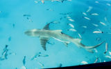 A much larger lemon shark also showed up once the feeding began.