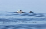 On the boat ride back, a manta ray surfaced for a look around.