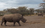 Two of the four northern white rhinoceroses, transferred from a zoo in the Czech Republic, being reintroduced to the wild at the Ol Pejeta Conservancy.