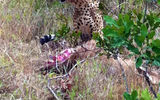 An alert and atypically large cheetah guards its fresh kill, an impala, in the Ol Pejeta Conservancy in west central Kenya.