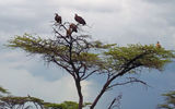 Vultures in treetops are a good indication a kill has recently taken place nearby.