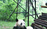 Panda bears playing at the Chengdu panda research center. A larger center at Wolong remains closed due to the May 12 earthquake.