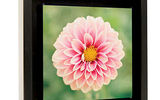 Take what you consider a museum-quality photo on your last vacation and yearn to see it as a work of art hanging on the wall of your living room if not prominently displayed at a chic gallery? Now, with the services of SnapBox, a Web-based outfit, you can transform your favorite digital images into indelible memories on canvas, framed with kiln-dried wood and suitable on a wall or desk (or in a museum alcove). The whole process, starting with an email attachment from you, only takes a few days.