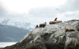 Sea lions on a rock island in Glacier Bay.