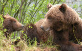 A mother bear and her cub near Icy Strait Point, Alaska, a cruise port 22 miles from Glacier Bay National Park.